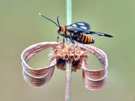 butterfly on a flower in nature. macro photo of insect