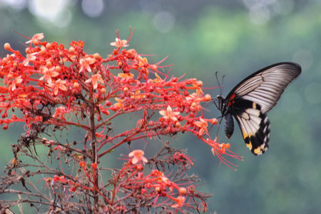 Butterfly on a flower in the garden. (Papilio machaon)の写真素材