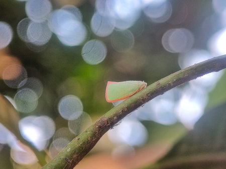 Butterfly on a tree branch in the rainforest of Costa Rica