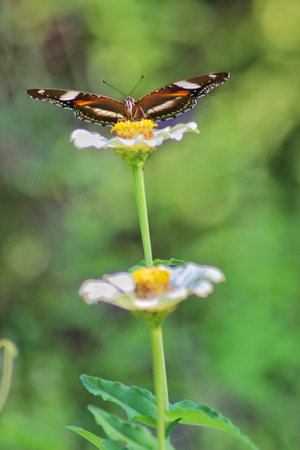 Butterfly on Zinnia flower (Zinnia violacea)の写真素材