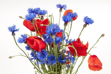 poppies and cornflowers isolated on whiteの写真素材