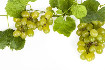 vine on a white backgroundの写真素材