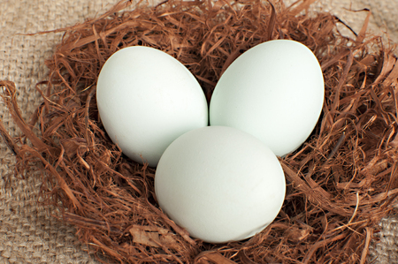 white and green eggs in the nest; green eggs contain very little cholesterol, so they are healthierの写真素材