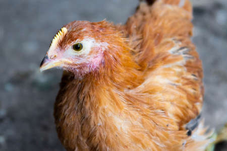 Red domestic chickens close up. Livestockの写真素材