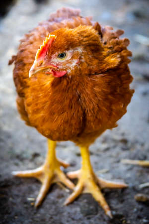 Red domestic chickens close up. Livestockの写真素材