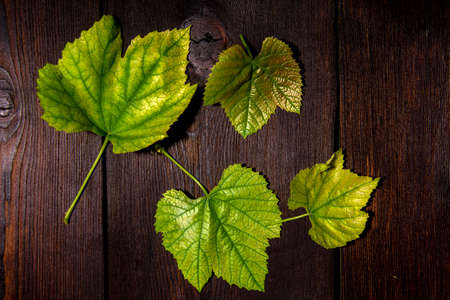 Young grape leaves. Leaves of a young grape. Dark wood background.の写真素材
