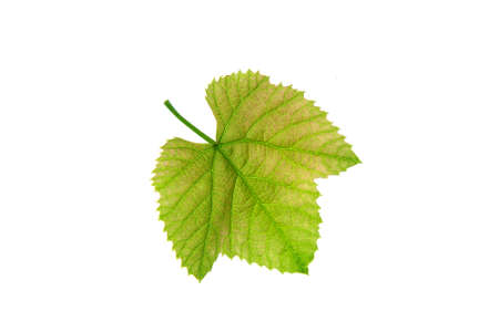 Fresh grape leaf. Grape leaf isolated on a white background. Isolateの写真素材