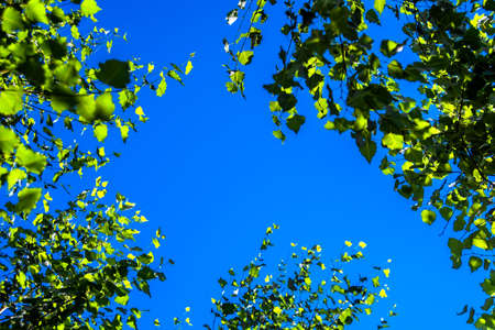 Trees in the forest - a crown of leaves against the sky. Green trees and clouds in the sky, bottom...