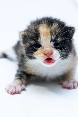 A very small kitten on a white background. The kitten has just been born and does not open its eyes wellの写真素材
