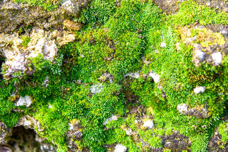 Moss texture is green. Moss background. Green moss on a grunge texture, background.
