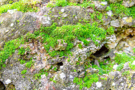 Moss texture. Moss sprouted on a stone fence. The texture can be used as a background