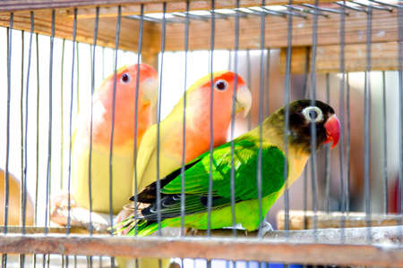 Beautiful parrot in a cage. Green tropical bird as a pet. Parrot joy for childrenの写真素材