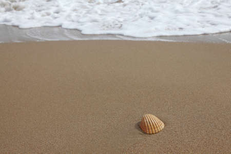 shell on a sandy beach