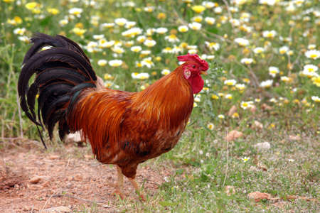rooster on a meadowの写真素材