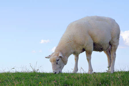 grazing sheep on a dike の写真素材