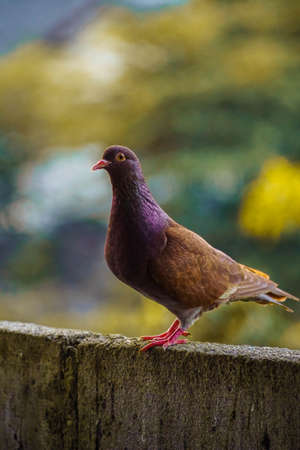 Closeup of a brown pigeon in the parkの写真素材