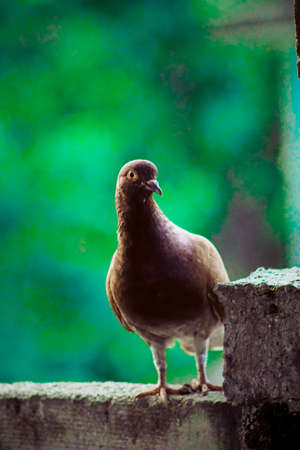 homing pigeon, racing pigeon or domestic messenger pigeon. closeup taking a break from its long flightの写真素材