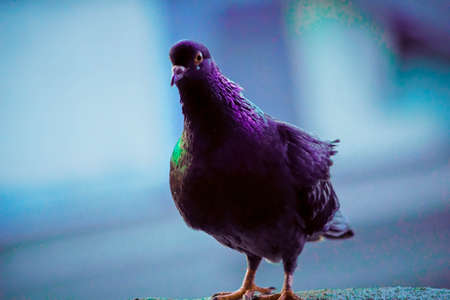 homing pigeon, racing pigeon or domestic messenger pigeon. closeup taking a break from its long...
