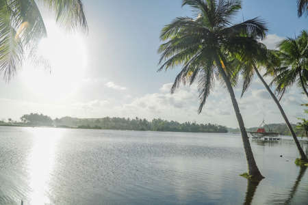 Green Coconut trees on tropical island.の写真素材