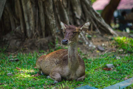 A young deer is sleeping on the ground in a park in Indonesiaの写真素材
