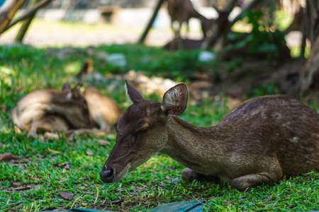 Deer sleeping on the ground in the gardenの写真素材