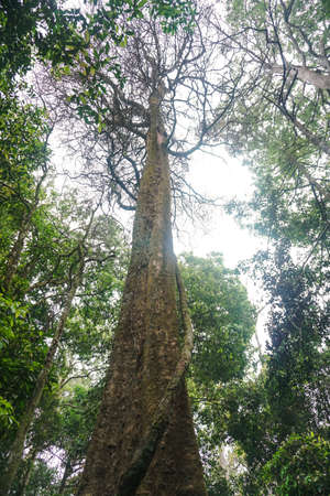 big fig tree in tropical forest