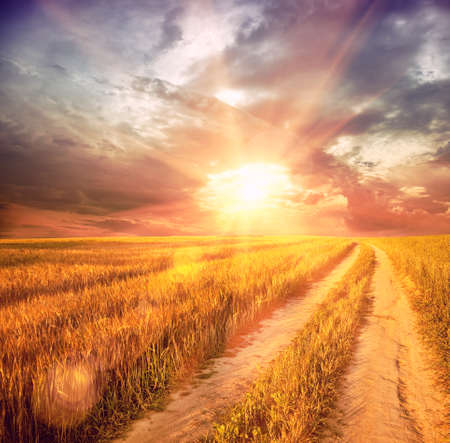 sunny wheat fieldの写真素材