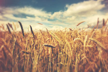 sunny wheat field sunny wheat field