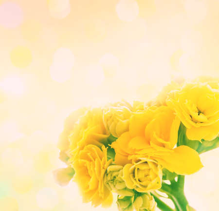spring yellow flower backgroundの写真素材