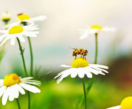 Honey Bee on chamomile flowerの写真素材