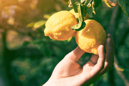 gardener hand touching ripe lemon on a treeの写真素材