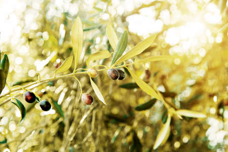 black olive treeの写真素材