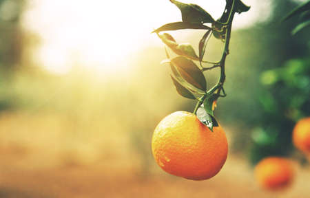 Orange treeの写真素材