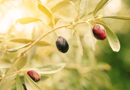 black olive treeの写真素材
