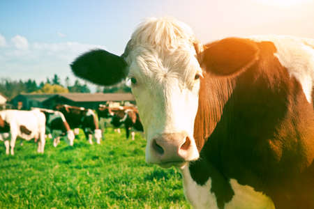 Dairy Cow. Cows at summer green fieldの写真素材