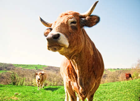 Dairy Cow. Cows at summer green fieldの写真素材