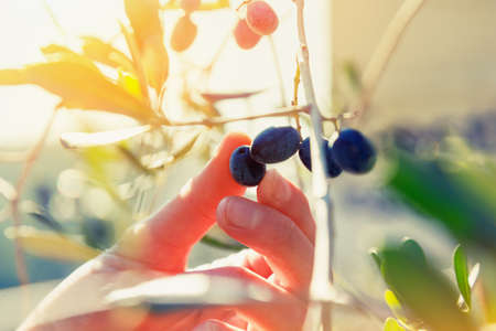 gardener hand touching black olive on treeの写真素材