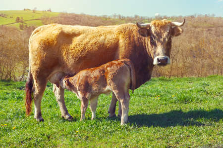 Brown cow and calf suckling in meadowの写真素材