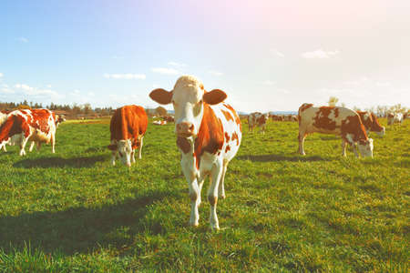 Dairy Cow. Cows at summer green field