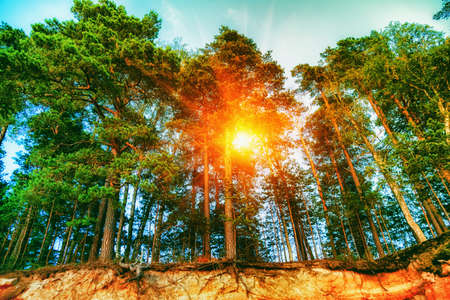 Sunny day in spring forest. Ground with visible rootsの写真素材