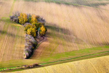 Beautiful autumn trees growing between the golden hills of southern Moravia. Czech Republic.の写真素材