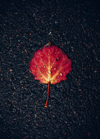 red leaf on wet asphaltの写真素材