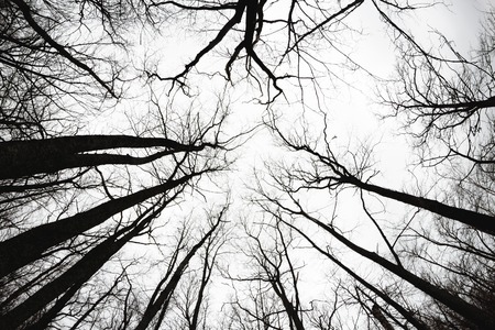 Bare autumn trees view from below conceptの写真素材