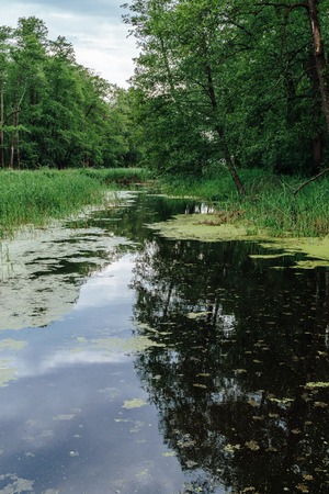 Green landscape. trees and river. nature, forestの写真素材
