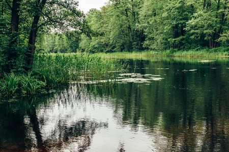 Green landscape. trees and river. nature, forestの写真素材