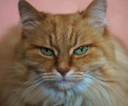 red cat watching close-up with blurred backgroundの写真素材