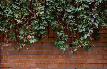 green ivy on a red brick wall background texture patternの写真素材