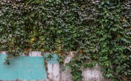 Green ivy growing on a wall. Leaves. Backgroundの写真素材