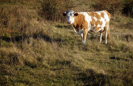 Cow on the autumn Field in the Countrysideの写真素材