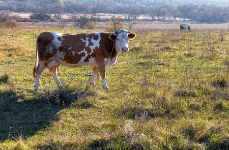 Cow on the autumn Field in the Countrysideの写真素材